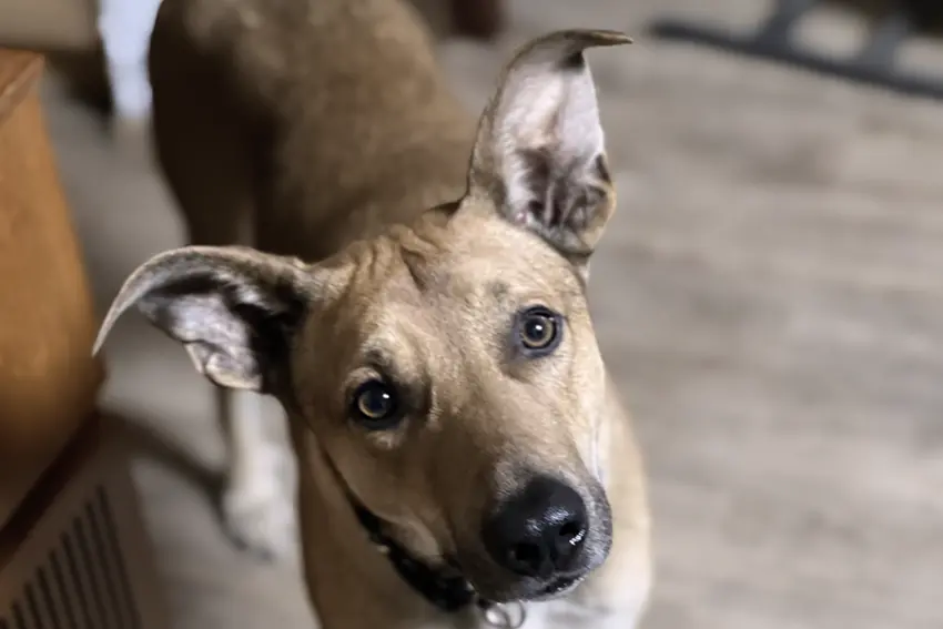 Neo ist ein Hund aus Rumänien und unserer Begleitung im Büro. Das Bild ist auch ein Link für mehr Informationen.