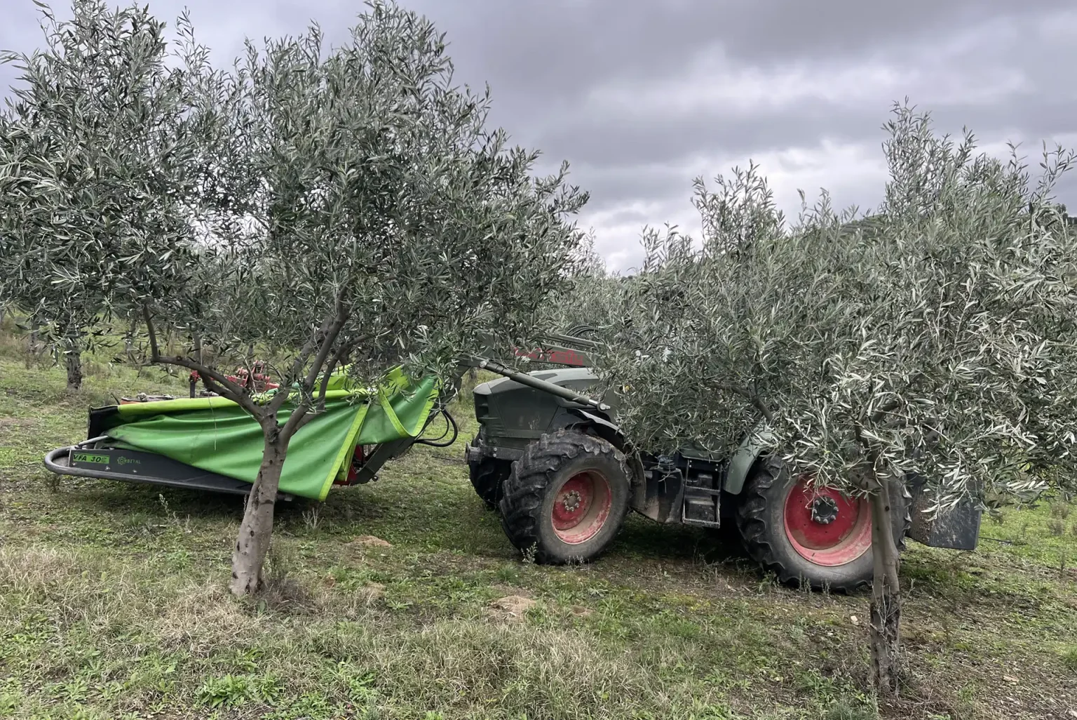 Olivenernte mit Traktor und Schirm zum Auffangen der Oliven im Trás-os-Montes, Portugal.