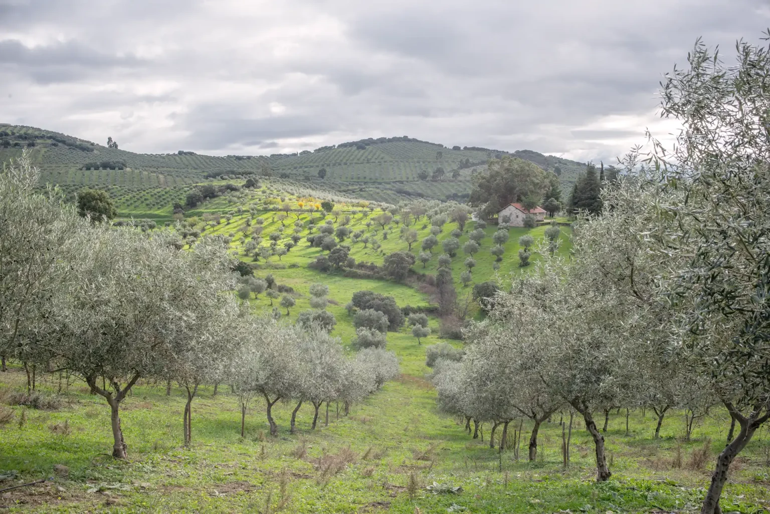 Olivenhain von Asushla im Trás-os-Montes, Portugal