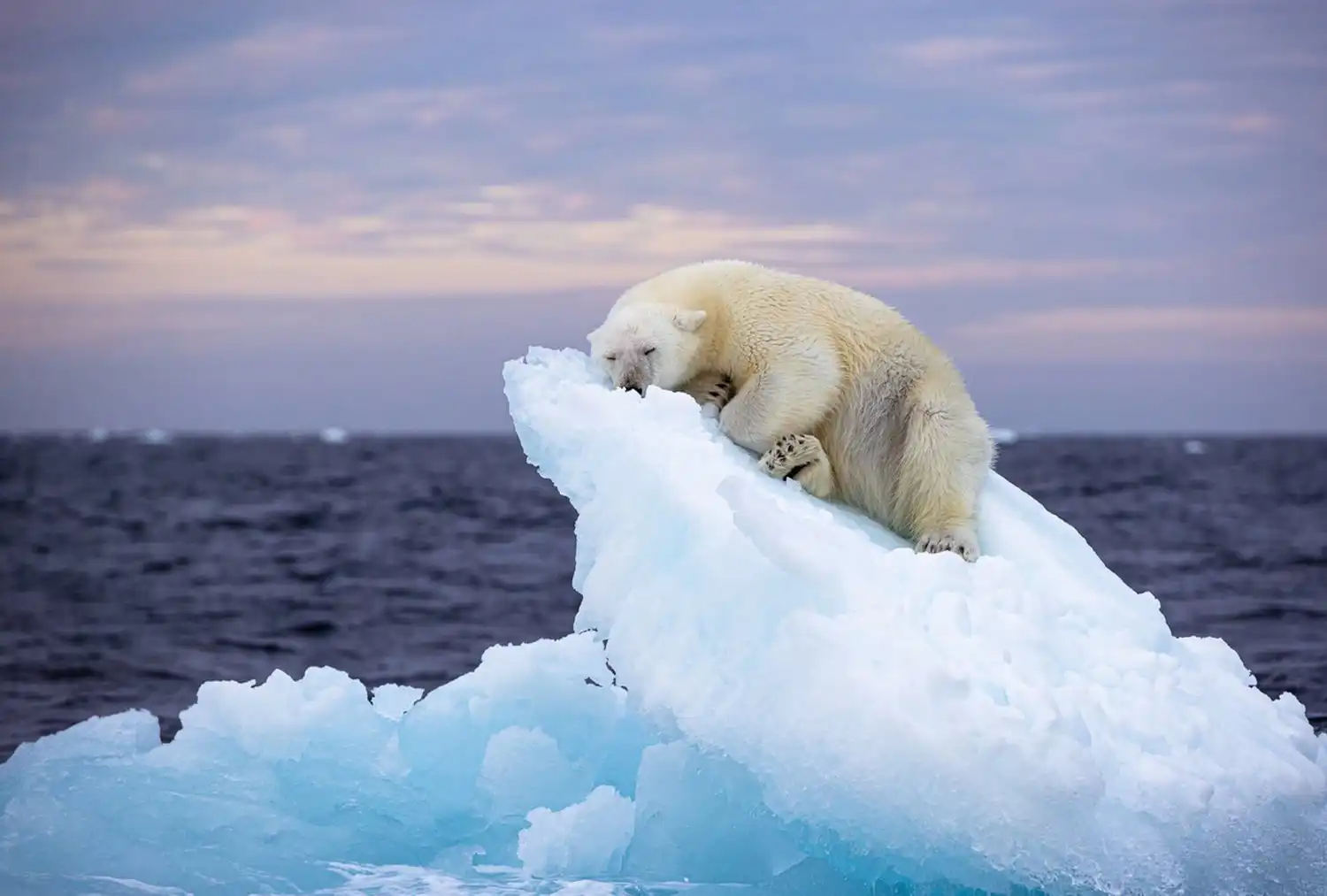 Eisbär schlaft auf einer Eisscholle