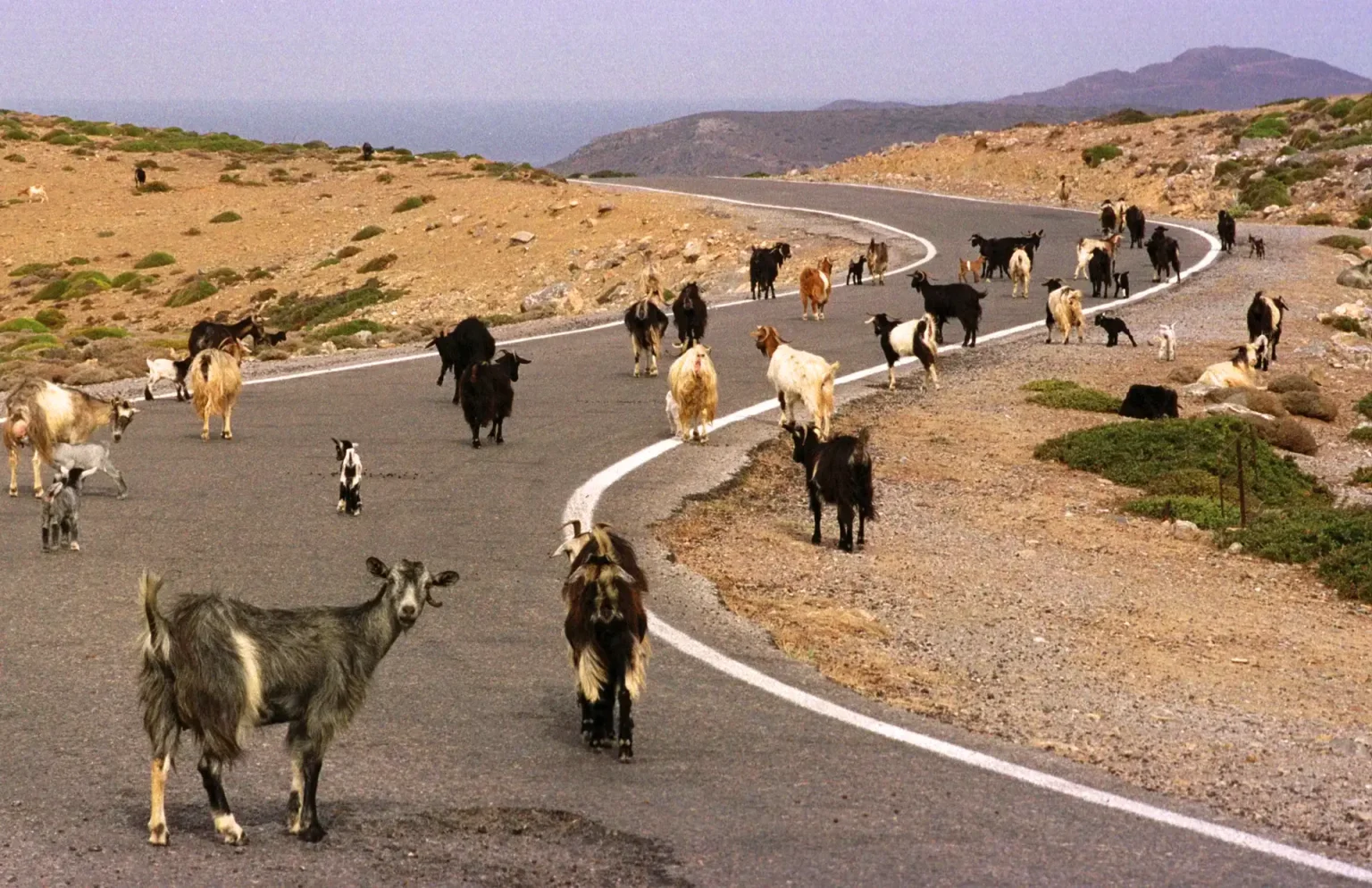 Eine kurvige kleine Straße auf Kreta über die Ziegen lauffen.